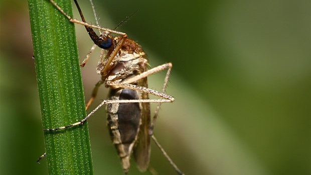 Interventions préventives en Montérégie